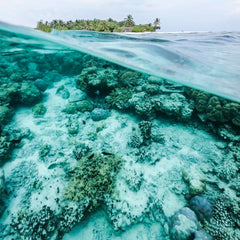 Highly contagious marine epidemic rips through Caribbean’s coral reefs