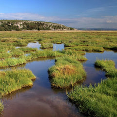 Study Shows Estuaries Bring Wide Benefits Worth Millions to Surrounding Areas