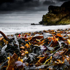 Encouraging coastal communities to engage with seaweed aquaculture