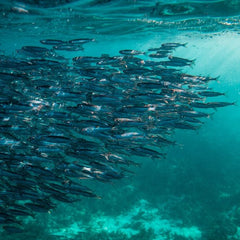 Fish stocks can bounce back—here’s how