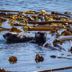 Seaweed project wins million dollar XPRIZE for carbon removal