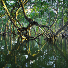 The State of the World's Mangroves