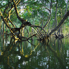 Deep Dive into Blue Carbon, Coastal Resilience, and Ocean Finance