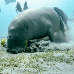 Expanding Seagrass Beds Are Good News for Florida’s West Coast