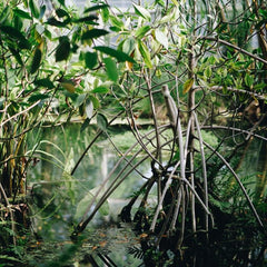 Green growth: the save-the-mangrove scheme reaping rewards for women in Kenya