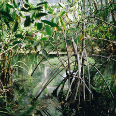 Mangrove aquaculture to be supported by state-of-the-art environmental monitoring