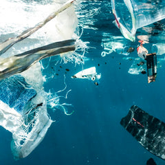 Coastal species are forming colonies on plastic trash in the ocean, study finds