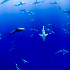 These Maldives islanders once saw sharks as the threat. Now they fear the plastic