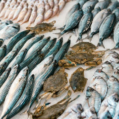 Exploring Alternative Seafood Production