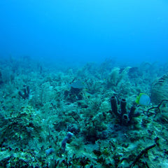 Rising sea surface temperatures driving the loss of 14 percent of corals since 2009