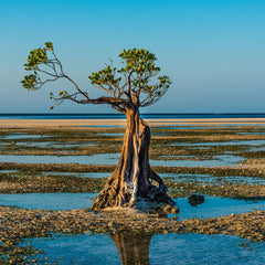 Nature Has Value. Could We Literally Invest in It?