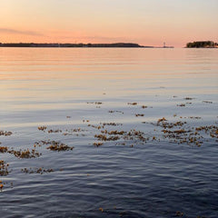 Can seaweed help curb global warming?