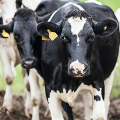 Dutch study see risks from feeding certain types of seaweed to dairy cows