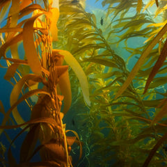 Carbon export from seaweed forests to deep ocean sinks