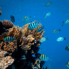 GFCR Greenlights $25M to Scale Up Coral Reef Resilience Efforts