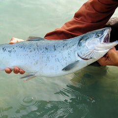 Canadian salmon farmers driving innovation in ocean aquaculture