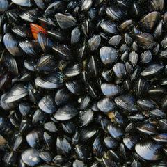 Revitalising the mussel farming industry: innovation and opportunities