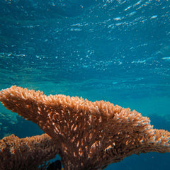 How indigenous practices could save coral reefs