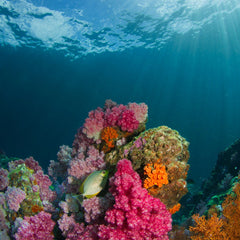 Why Banks and Insurers are Investing in US$10tn Coral Reefs