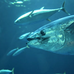 Eight small-scale Indonesian tuna fisheries earn MSC certification