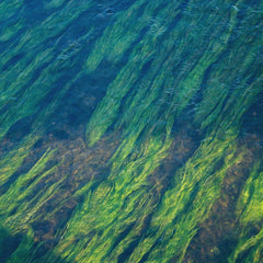 Seaweed pioneers sign deal to tackle dairy emissions