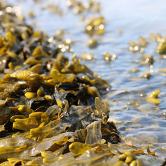 Seaweed and solar energy join hands at sea