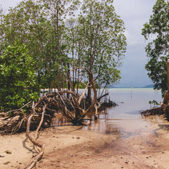 Seagrasses and mangroves can suck carbon from the air