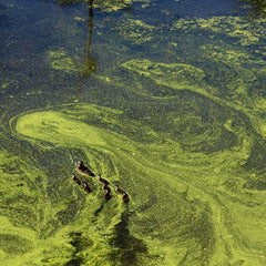 The Dangers of Runoff From Land