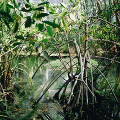 Quantifying Mangroves’ Value As A Climate Solution And Economic Engine