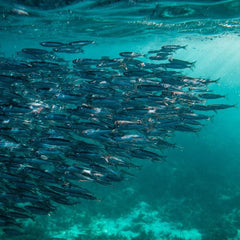 We need to deep clean the oceans. Here's how to pay for it