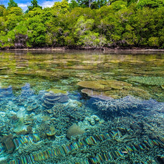 Watching a coral reef die as climate change devastates one of the most pristine tropical island areas on Earth