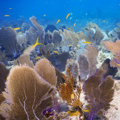 ‘Make peace with nature’, UN chief urges at Ocean Decade launch