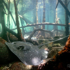 Investing in Mangroves: The Corporate Playbook