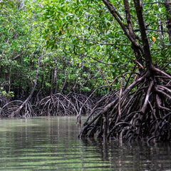 Exposure of coastal environments to river-sourced plastic pollution