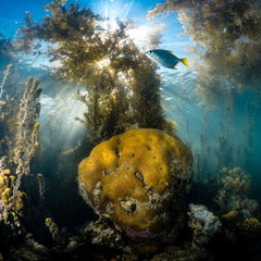 ‘It’s a miracle crop’: the pioneers pushing the powers of seaweed