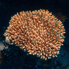 Rebuild it, shade it, breed it: three tactics to buy time for the Great Barrier Reef