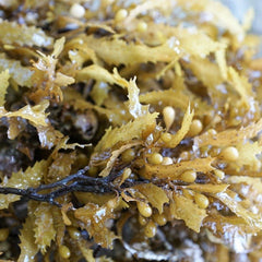 How Seaweed and Sustainable Solutions Are Alleviating Poverty