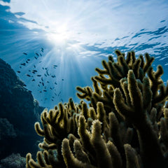 'The ocean is our life-support system': Kerstin Forsberg on why we must protect our seas