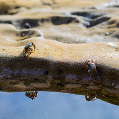 Mapping of undersized fish, crustaceans may help sustainable fishing efforts