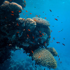 Why coral reefs are such a decisive climate investment