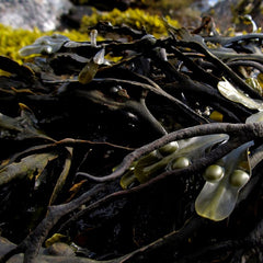 Can Macroalgae Save the Planet?