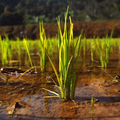 Seagrasses, Nature’s Water Filter