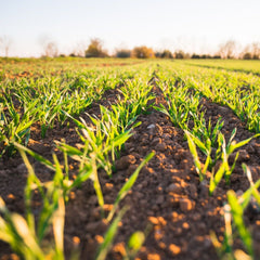 A $10 million initiative to turn agricultural waste into aquafeeds