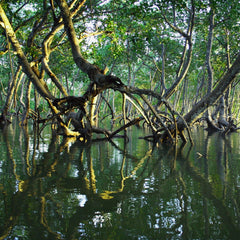 More than half of all mangrove ecosystems at risk of collapse by 2050, first global assessment finds