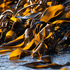 The Importance of Seaweed: a cultural and environmental shift