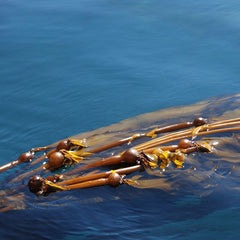 Role of kelp forests in mitigating climate change under threat