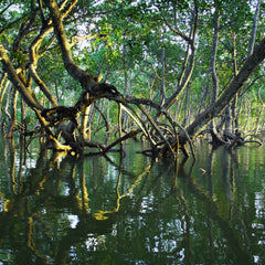 Watering Resilience: Case Studies for Nature-based Solutions for Climate Adaptation in Action