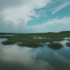 Wetlands Restoration Boosted Greenhouse Gas Captured by San Francisco Bay Estuary