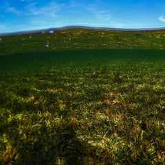 Seagrass 'Neptune balls’ sieve millions of plastic particles from water, study finds