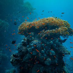 Indonesia Coral Bond – An Innovative Ocean Financing Instrument